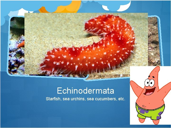 Echinodermata Starfish, sea urchins, sea cucumbers, etc. 