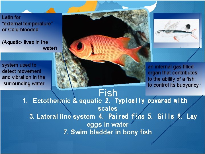 Latin for “external temperature” or Cold-blooded (Aquatic- lives in the water) system used to