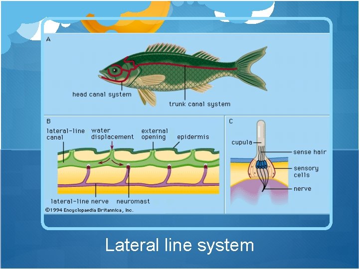 Lateral line system 