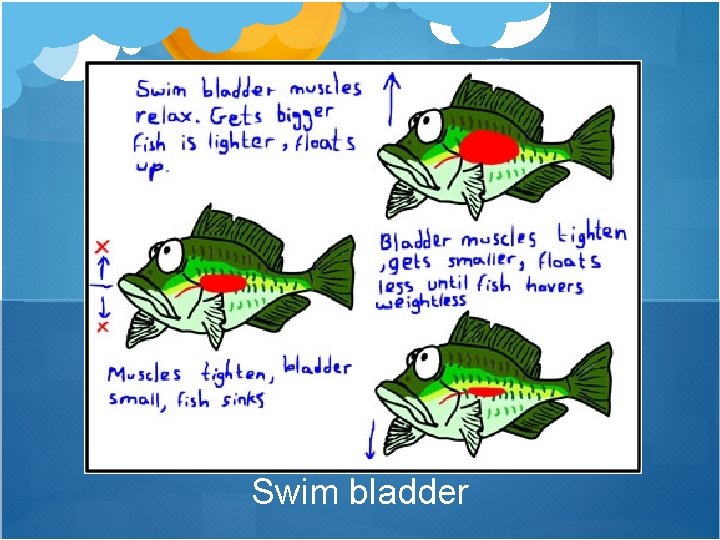 Swim bladder 