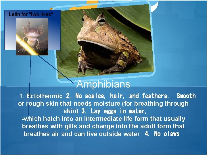 Latin for "two lives" Amphibians 1. Ectothermic 2. No scales, hair, and feathers. Smooth