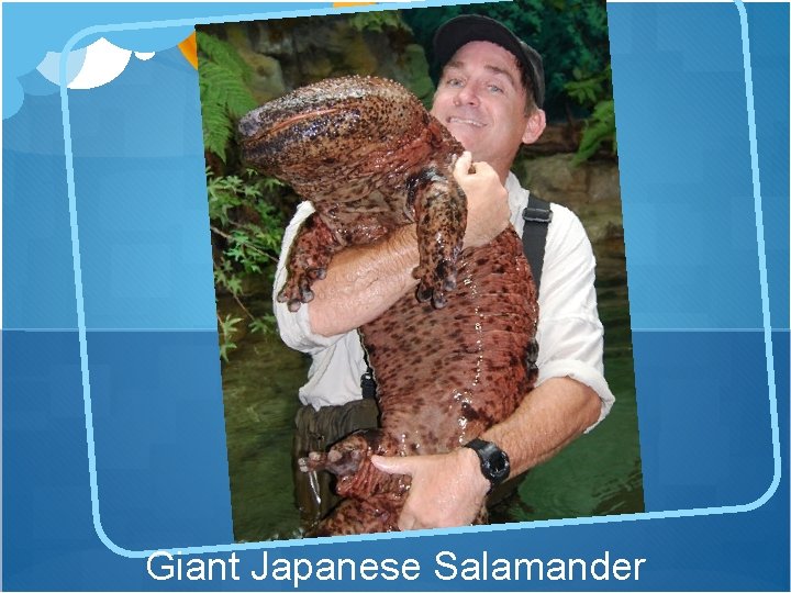 Giant Japanese Salamander 