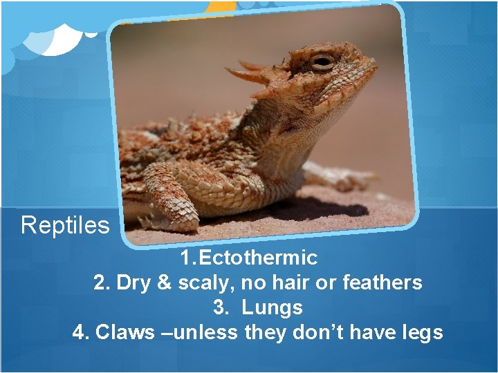 Reptiles 1. Ectothermic 2. Dry & scaly, no hair or feathers 3. Lungs 4.