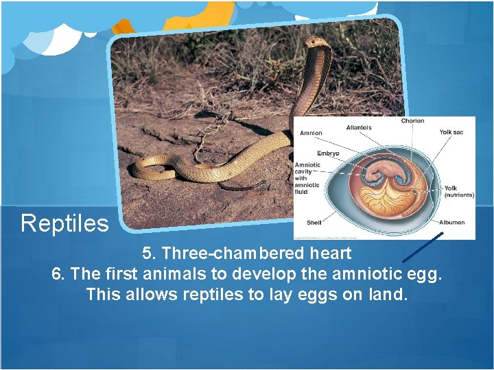 Reptiles 5. Three-chambered heart 6. The first animals to develop the amniotic egg. This