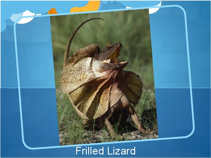 Frilled Lizard 