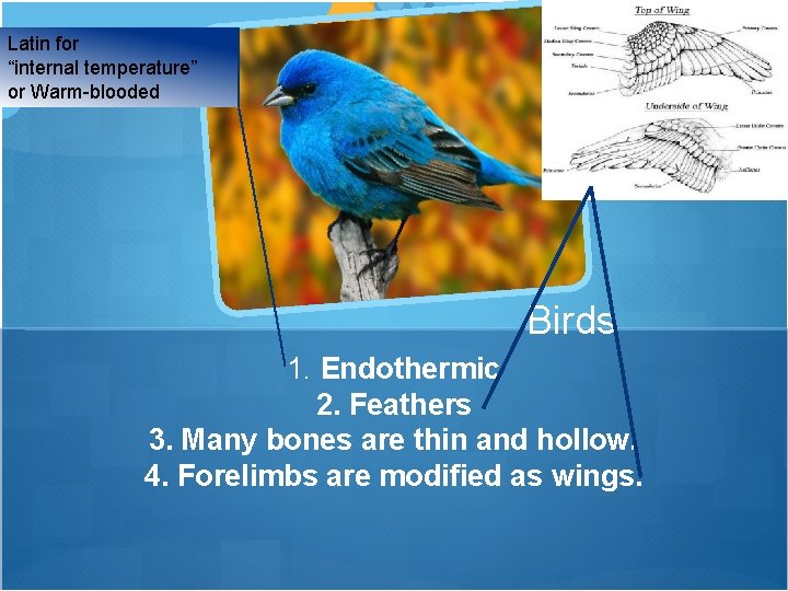 Latin for “internal temperature” or Warm-blooded Birds 1. Endothermic 2. Feathers 3. Many bones