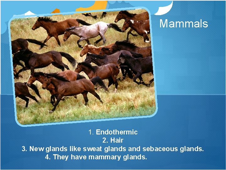 Mammals 1. Endothermic 2. Hair 3. New glands like sweat glands and sebaceous glands.