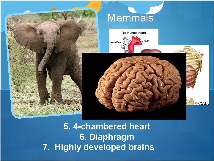 Mammals 5. 4 -chambered heart 6. Diaphragm 7. Highly developed brains 