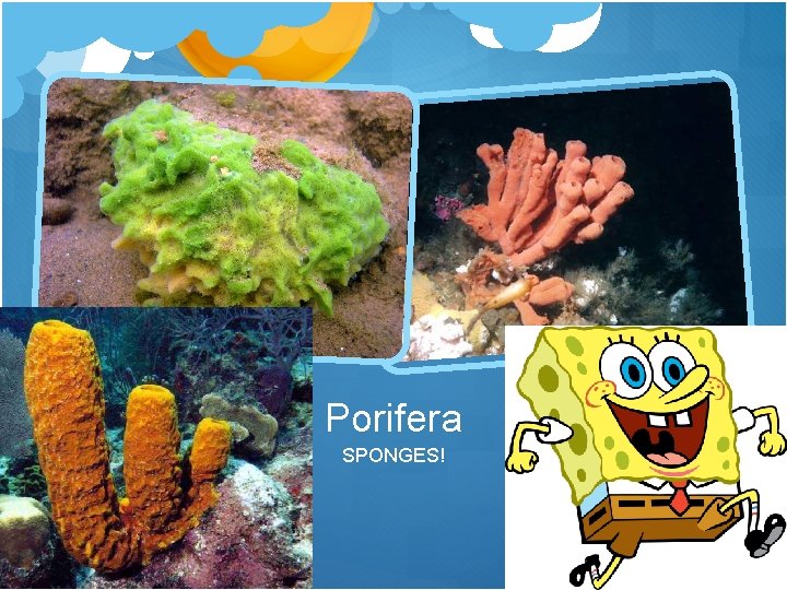 Porifera SPONGES! 