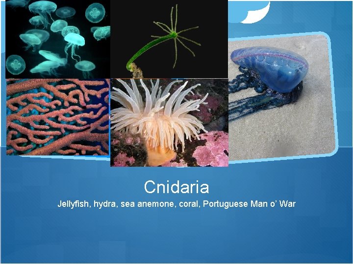 Cnidaria Jellyfish, hydra, sea anemone, coral, Portuguese Man o’ War 