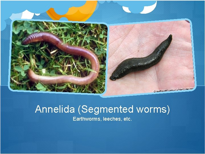 Annelida (Segmented worms) Earthworms, leeches, etc. 