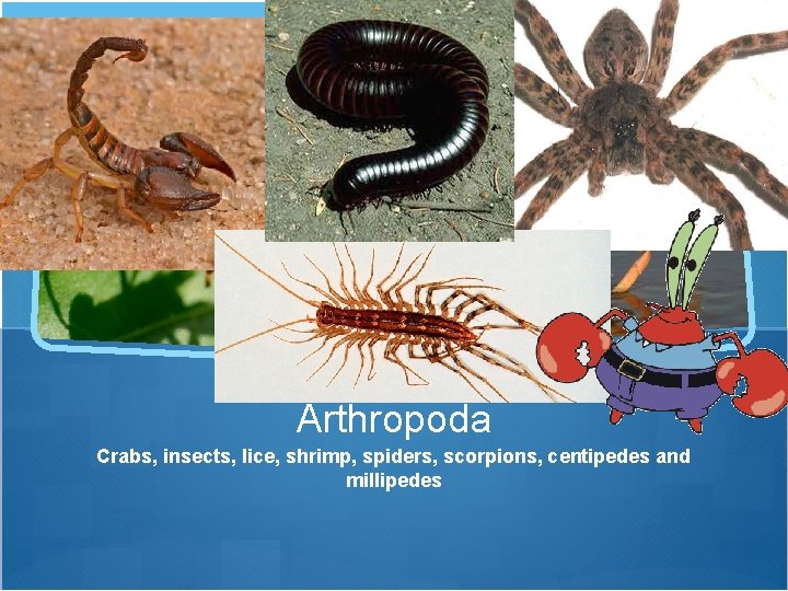 Arthropoda Crabs, insects, lice, shrimp, spiders, scorpions, centipedes and millipedes 