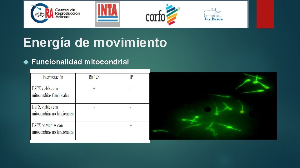 Energía de movimiento Funcionalidad mitocondrial 