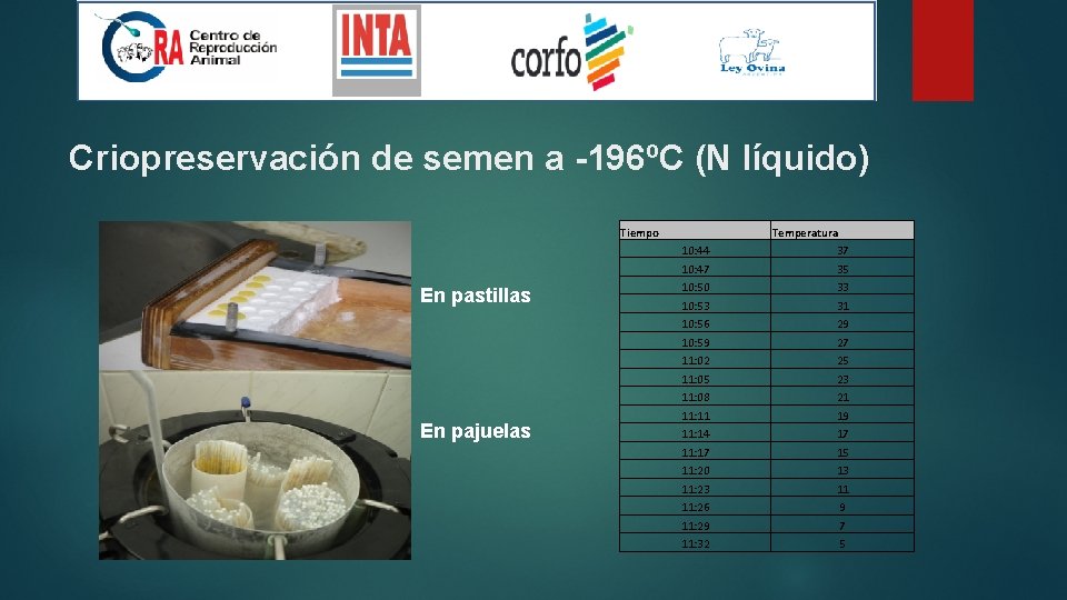 Criopreservación de semen a -196ºC (N líquido) Tiempo En pastillas En pajuelas Temperatura 10: