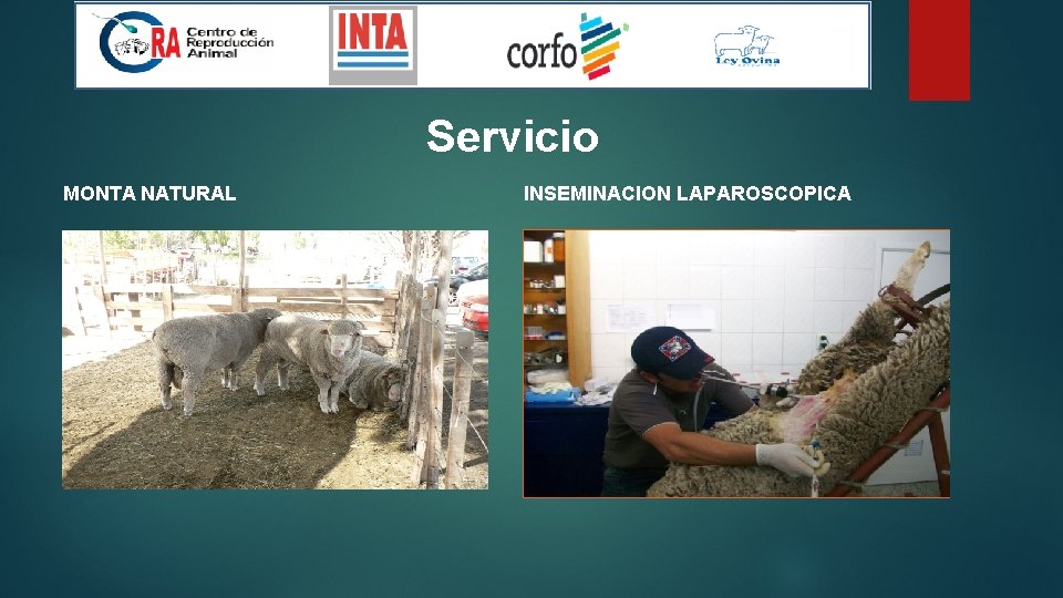 Servicio MONTA NATURAL INSEMINACION LAPAROSCOPICA 
