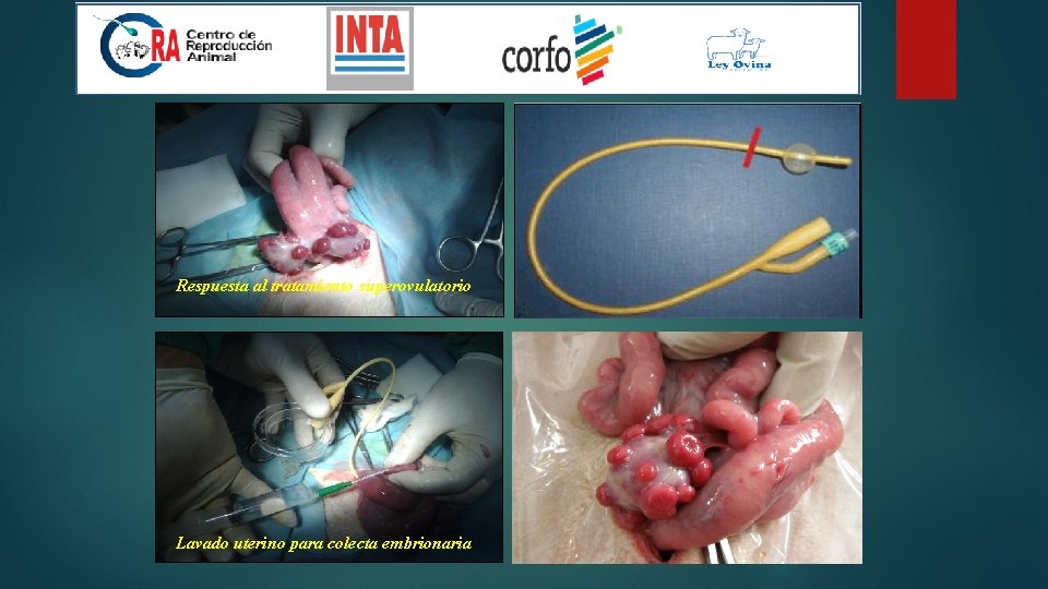 Respuesta al tratamiento superovulatorio Lavado uterino para colecta embrionaria 