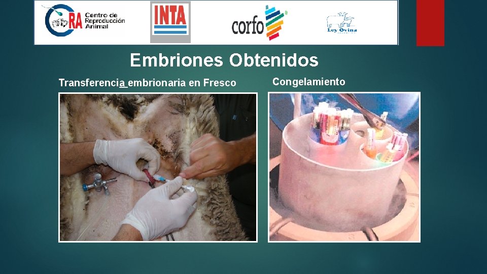Embriones Obtenidos Transferencia embrionaria en Fresco Congelamiento 