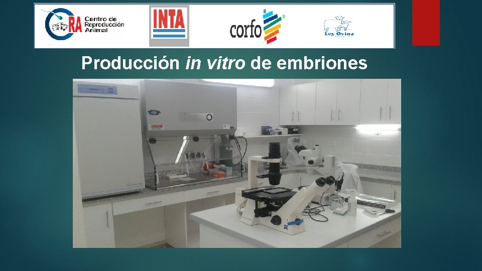 Producción in vitro de embriones 