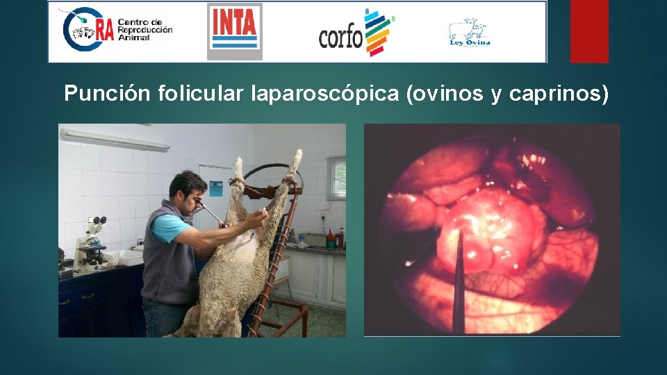 Punción folicular laparoscópica (ovinos y caprinos) 