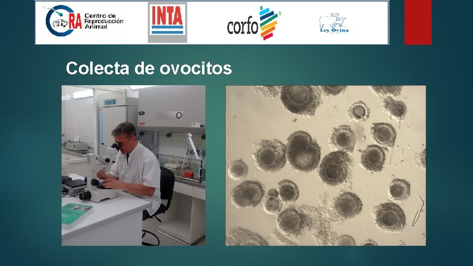 Colecta de ovocitos 