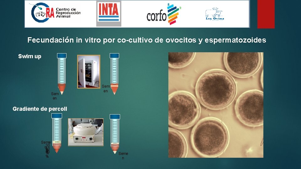 Fecundación in vitro por co-cultivo de ovocitos y espermatozoides Swim up Sem en Gradiente