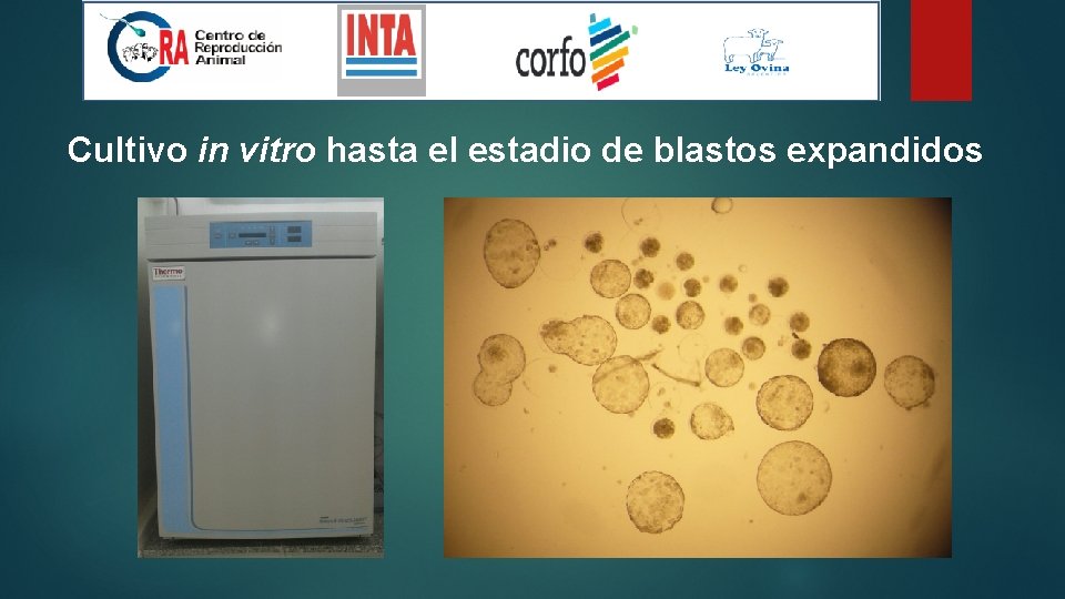 Cultivo in vitro hasta el estadio de blastos expandidos 