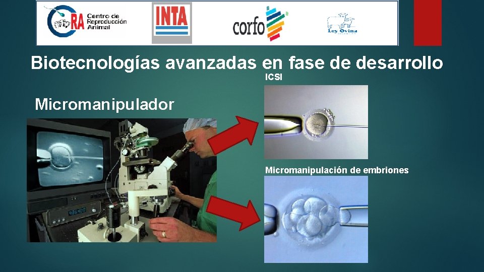 Biotecnologías avanzadas en fase de desarrollo ICSI Micromanipulador Micromanipulación de embriones 