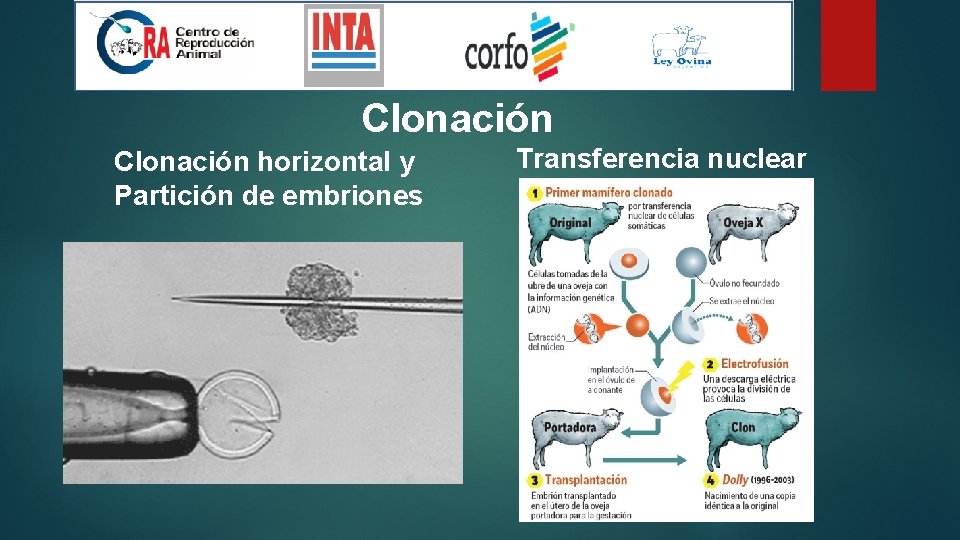 Clonación horizontal y Partición de embriones Transferencia nuclear 