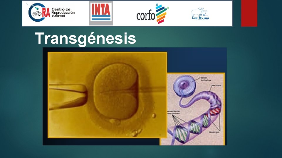 Transgénesis 