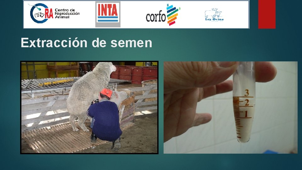 Extracción de semen 