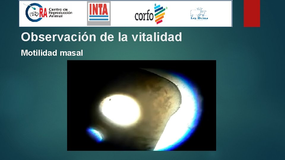 Observación de la vitalidad Motilidad masal 