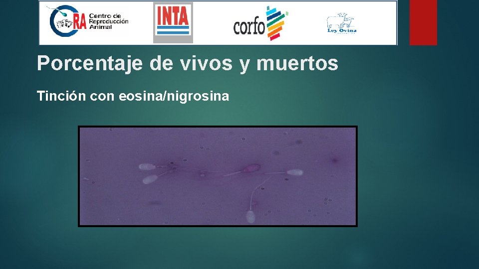 Porcentaje de vivos y muertos Tinción con eosina/nigrosina 