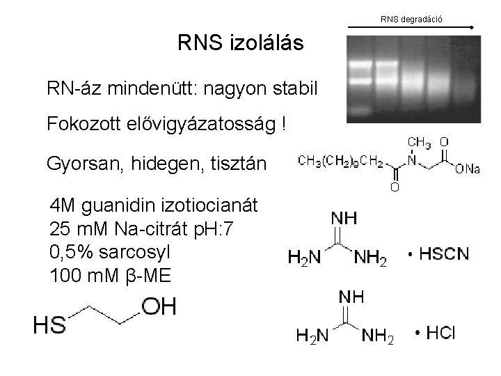 RNS degradáció RNS izolálás RN-áz mindenütt: nagyon stabil Fokozott elővigyázatosság ! Gyorsan, hidegen, tisztán