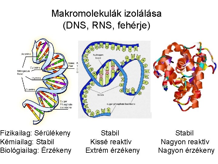 Makromolekulák izolálása (DNS, RNS, fehérje) Fizikailag: Sérülékeny Kémiailag: Stabil Biológiailag: Érzékeny Stabil Kissé reaktív