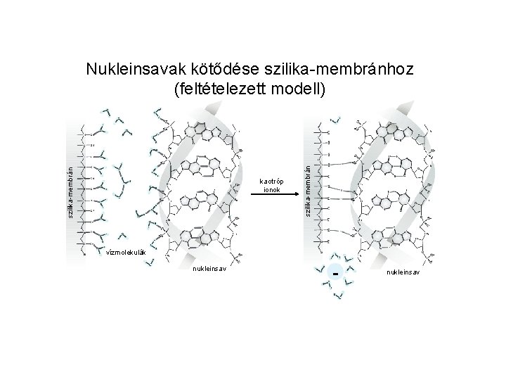 kaotróp ionok szilika-membrán Nukleinsavak kötődése szilika-membránhoz (feltételezett modell) vízmolekulák nukleinsav - nukleinsav 
