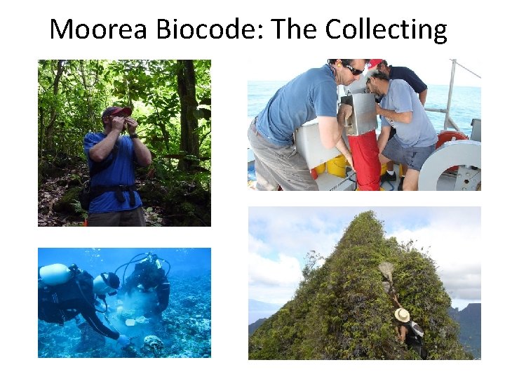 Moorea Biocode: The Collecting  Moorea Biocode: The Collecting