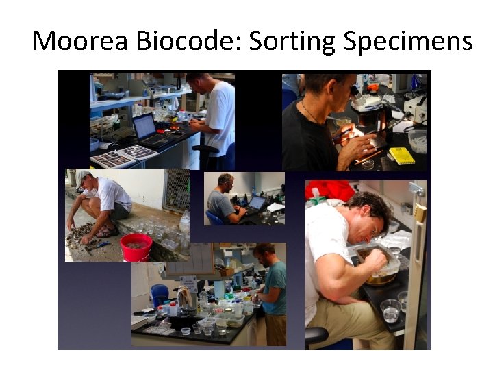 Moorea Biocode: Sorting Specimens The Sorting  Moorea Biocode: Sorting Specimens The Sorting