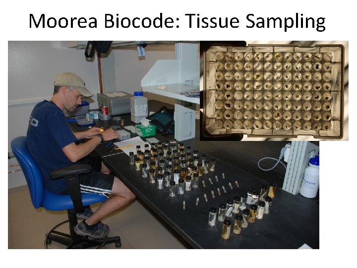 Moorea Biocode: Tissue Sampling  Moorea Biocode: Tissue Sampling