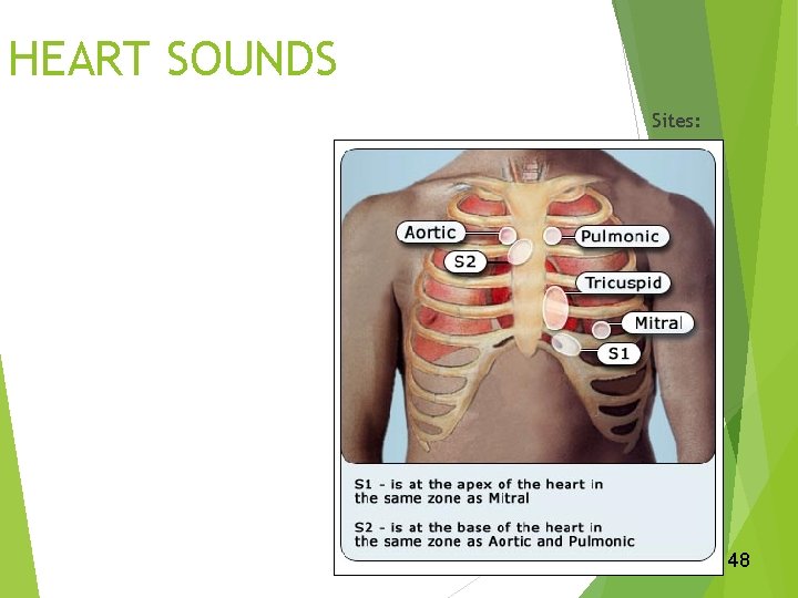 HEART SOUNDS Sites: AORTIC � PULMONIC � ERB’S POINT � TRICUSPID � MITRAL �