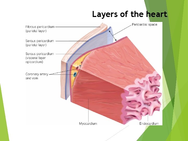 Layers of the heart . 