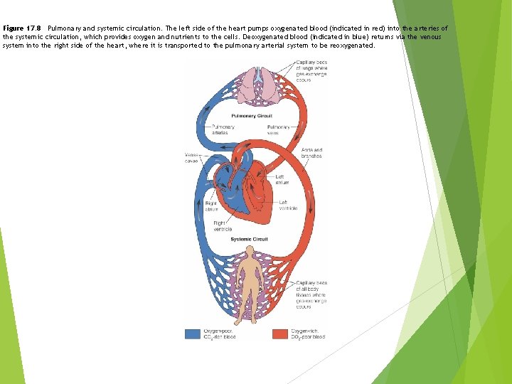 Figure 17. 8 Pulmonary and systemic circulation. The left side of the heart pumps