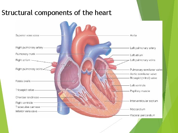 Structural components of the heart 