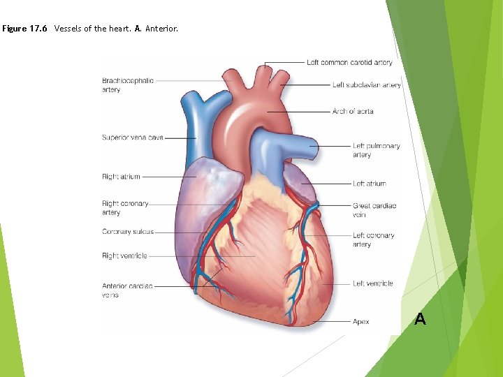 Figure 17. 6 Vessels of the heart. A. Anterior. A 