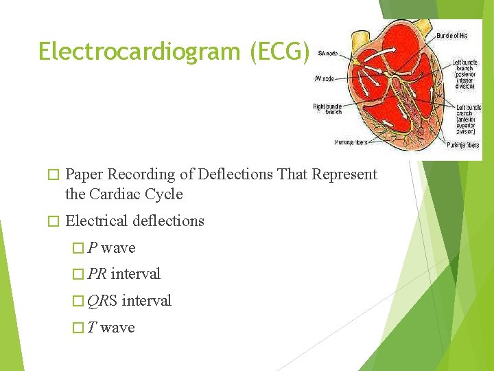 Electrocardiogram (ECG) � Paper Recording of Deflections That Represent the Cardiac Cycle � Electrical
