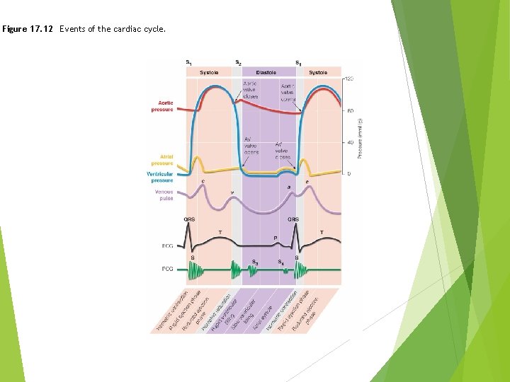 Figure 17. 12 Events of the cardiac cycle. 