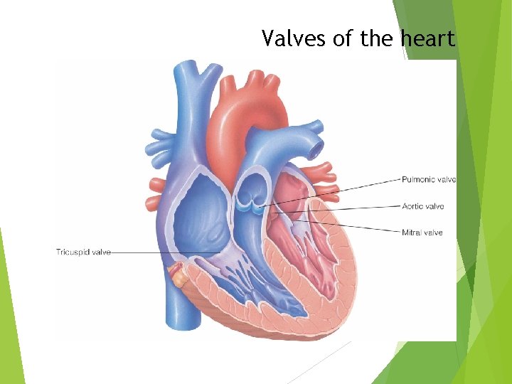 Valves of the heart 