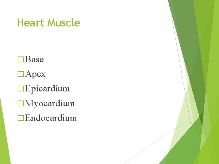 Heart Muscle � Base � Apex � Epicardium � Myocardium � Endocardium 