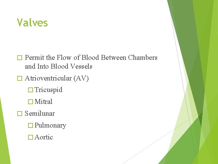 Valves � Permit the Flow of Blood Between Chambers and Into Blood Vessels �
