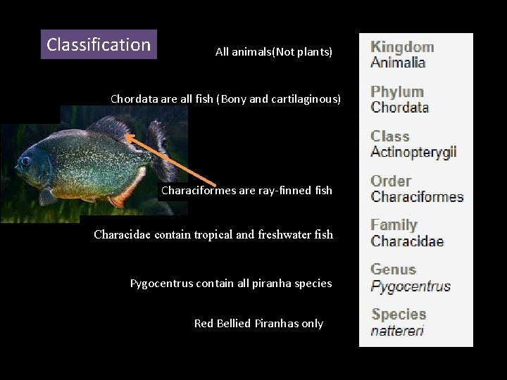 Classification All animals(Not plants) Chordata are all fish (Bony and cartilaginous). Characiformes are ray-finned