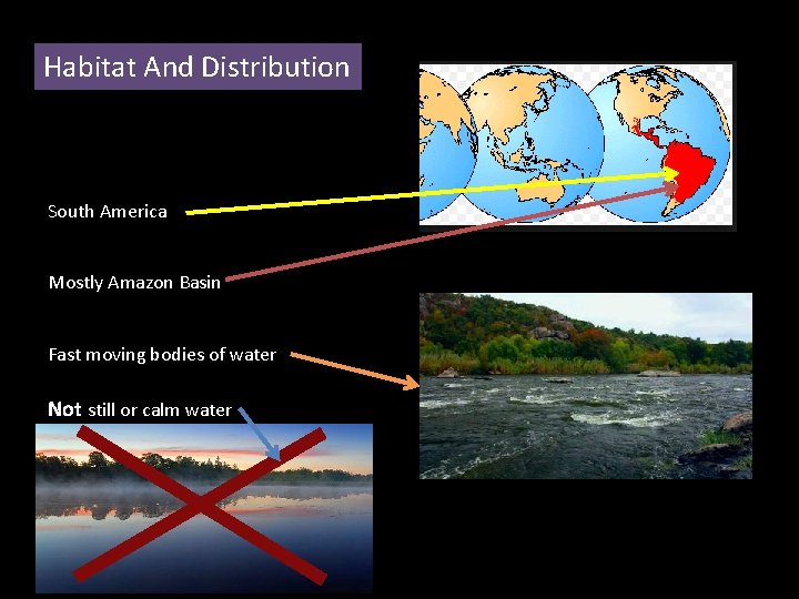 Habitat And Distribution South America Mostly Amazon Basin Fast moving bodies of water Not